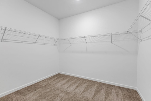 walk in closet with carpet floors