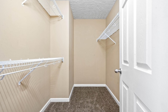 walk in closet featuring carpet flooring