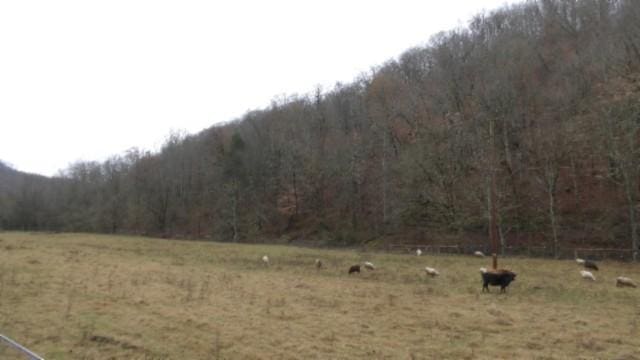 view of yard with a rural view