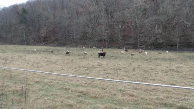 view of yard featuring a rural view