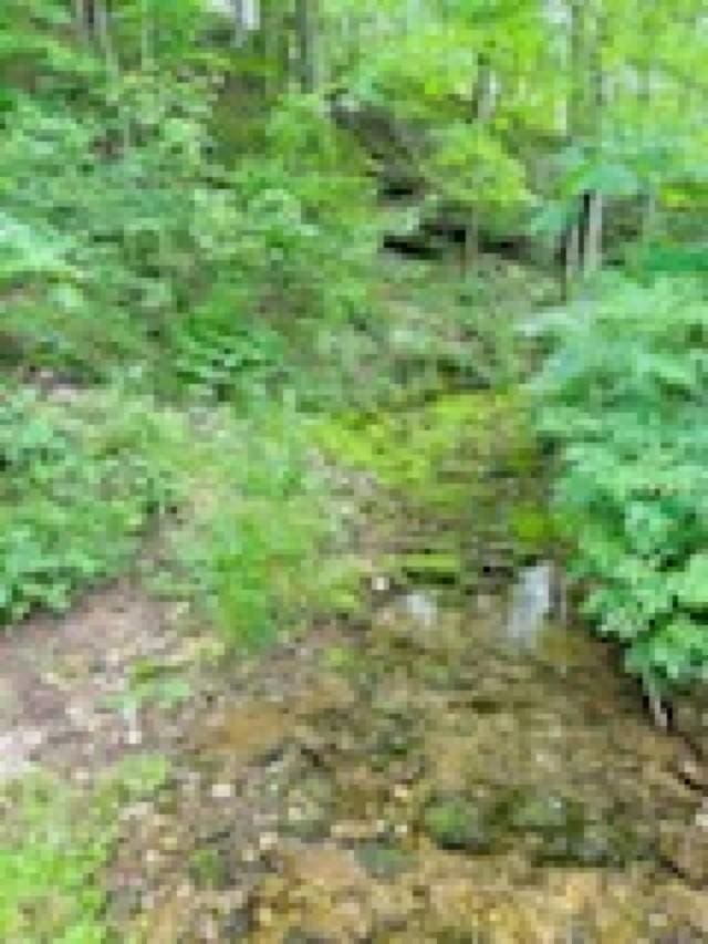 1611 Knob Creek Rd, Celina, TN 38551 - view of nature