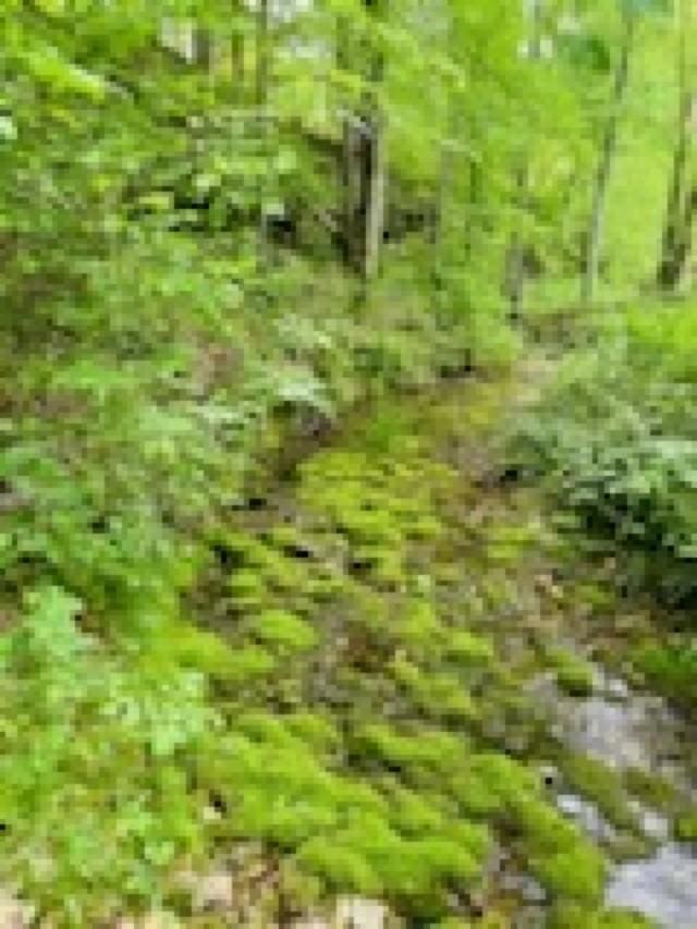 1611 Knob Creek Rd, Celina, TN 38551 - view of landscape