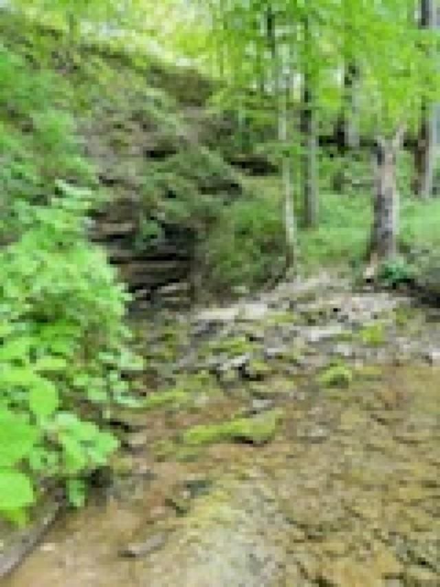 1611 Knob Creek Rd, Celina, TN 38551 - view of local wilderness