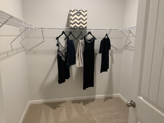 spacious closet featuring carpet floors