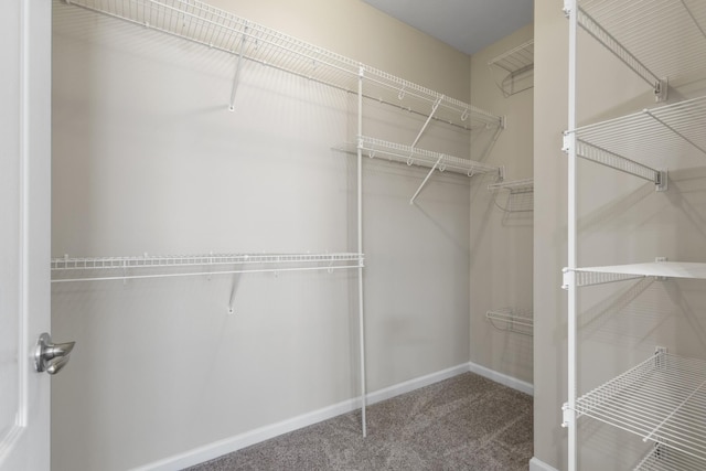 walk in closet featuring carpet floors