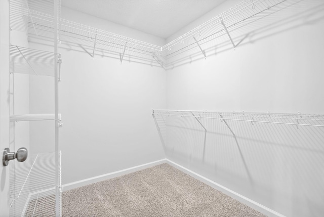 spacious closet featuring carpet