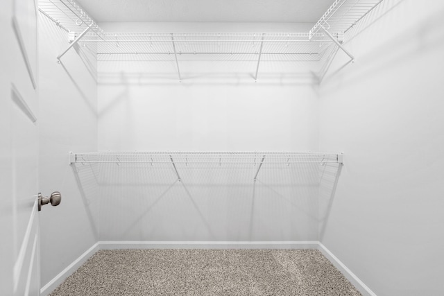 walk in closet featuring carpet