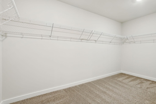 walk in closet featuring light colored carpet