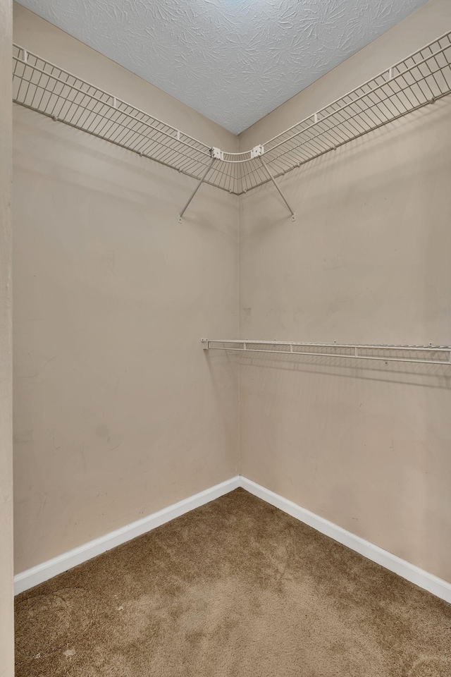 walk in closet featuring carpet flooring