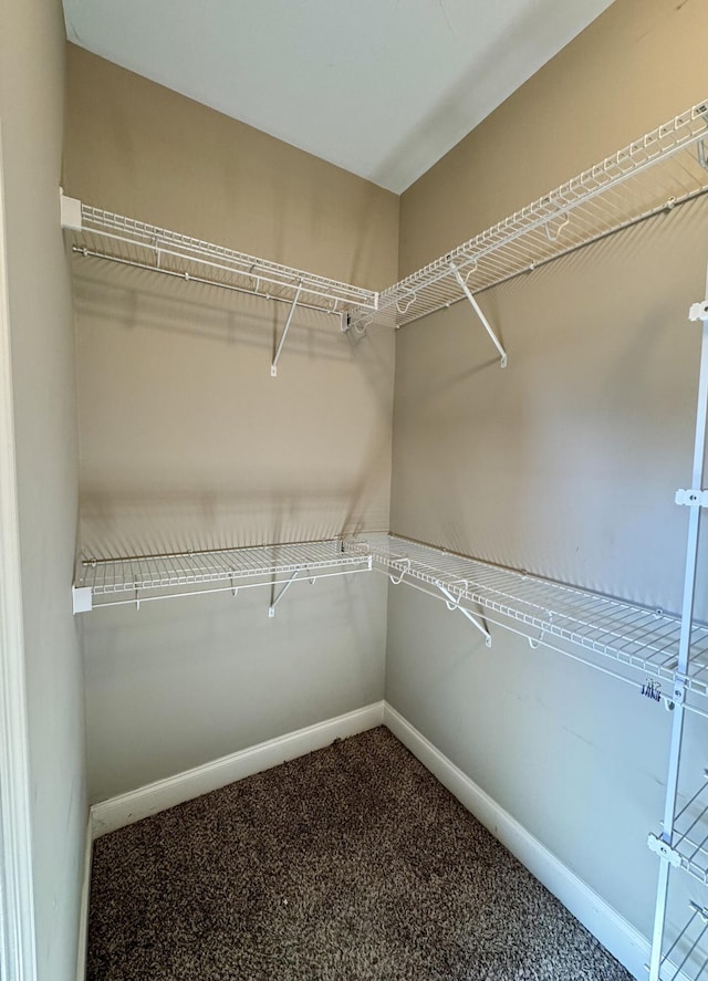 spacious closet featuring carpet