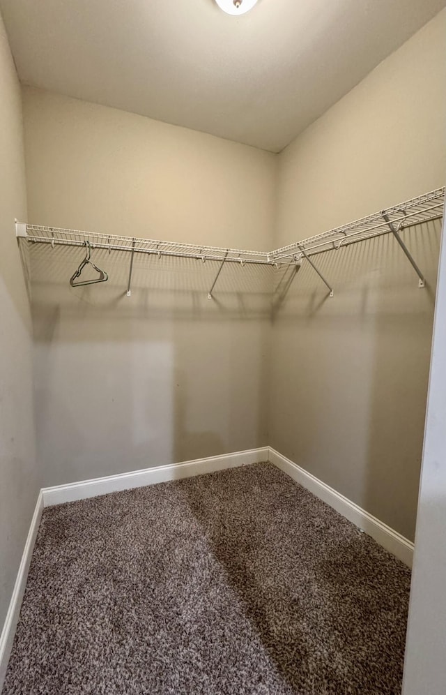 spacious closet featuring carpet