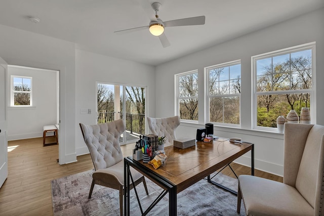 office space with a wealth of natural light, light hardwood / wood-style flooring, and ceiling fan