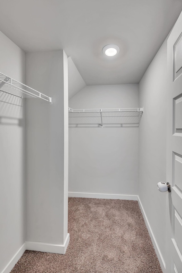 walk in closet featuring carpet flooring