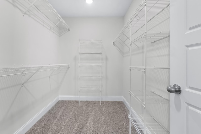 walk in closet with carpet flooring