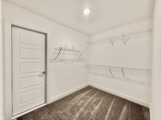 spacious closet featuring carpet flooring