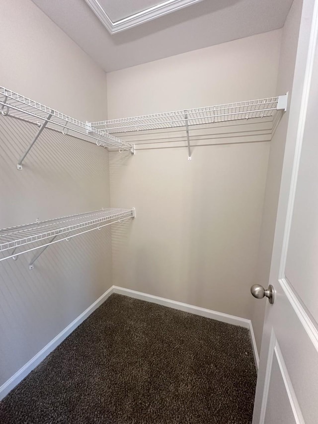 walk in closet with carpet flooring