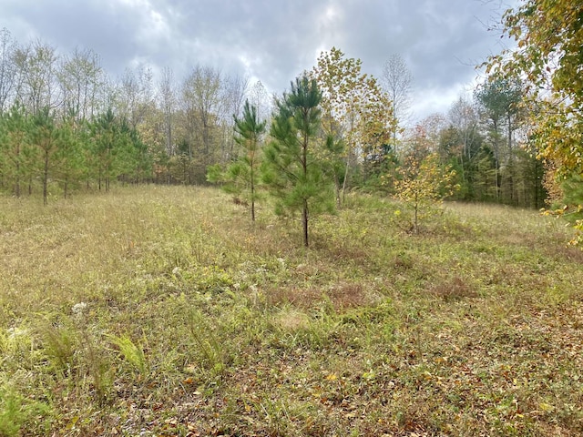 view of local wilderness