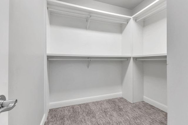 spacious closet featuring carpet floors