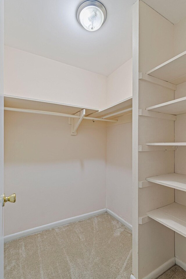 spacious closet featuring carpet