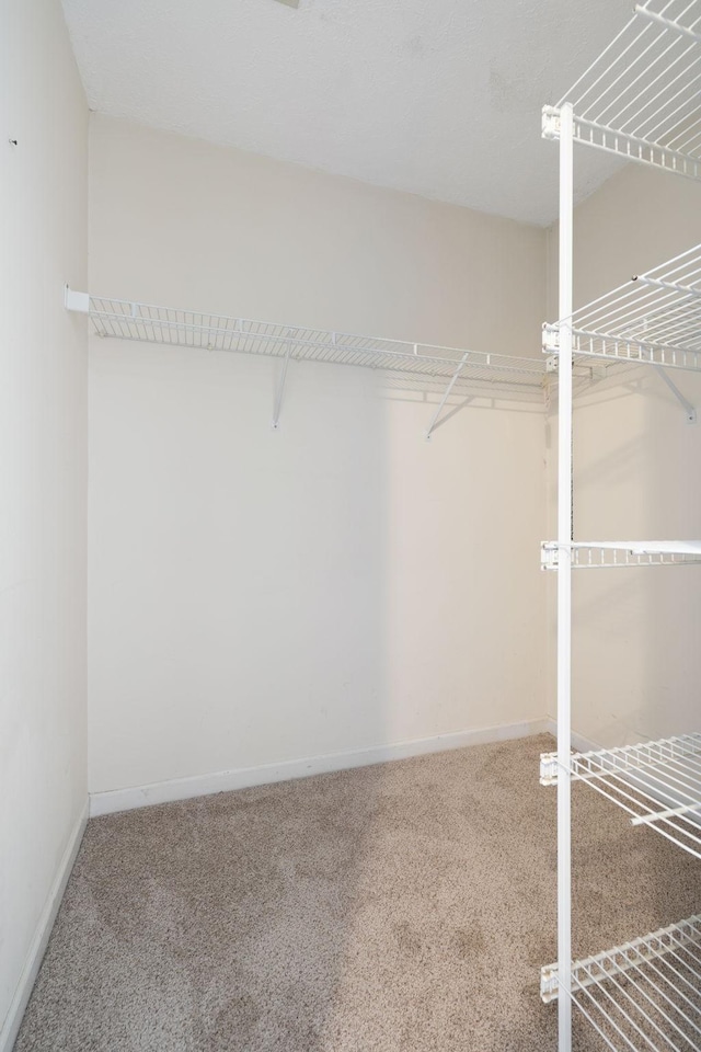 walk in closet with carpet flooring