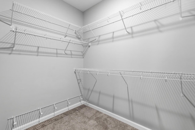 walk in closet featuring carpet flooring