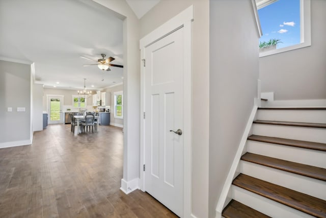 stairs with hardwood / wood-style flooring, ceiling fan with notable chandelier, and ornamental molding