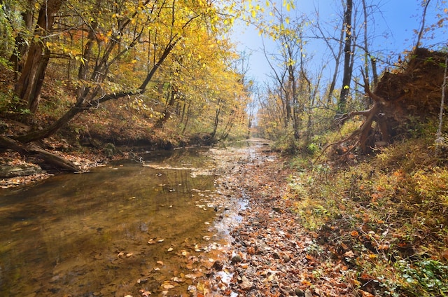 view of local wilderness