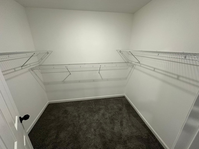 walk in closet with carpet floors