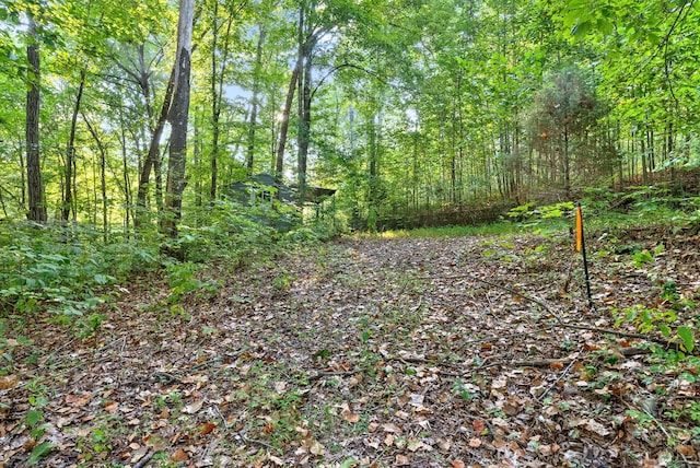 view of local wilderness