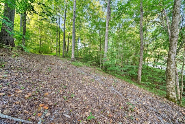 view of local wilderness