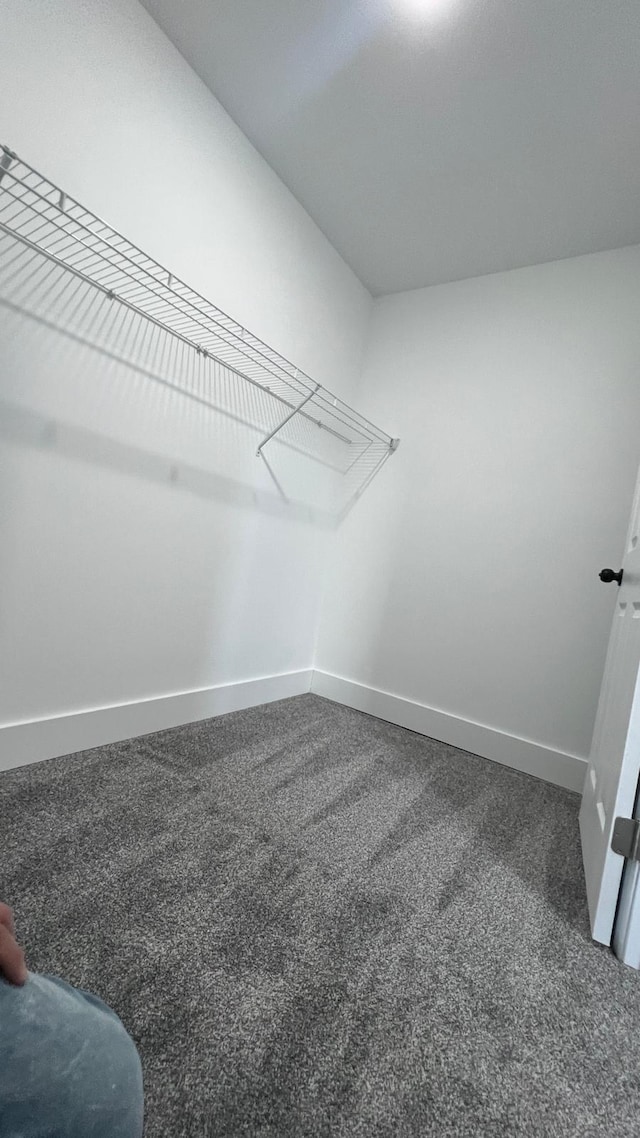 walk in closet featuring carpet floors