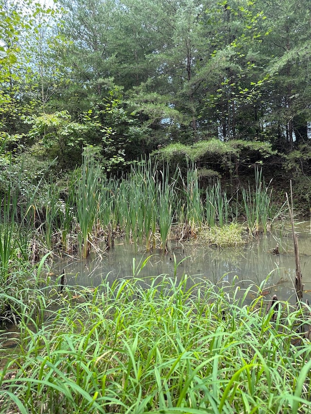 view of local wilderness with a water view