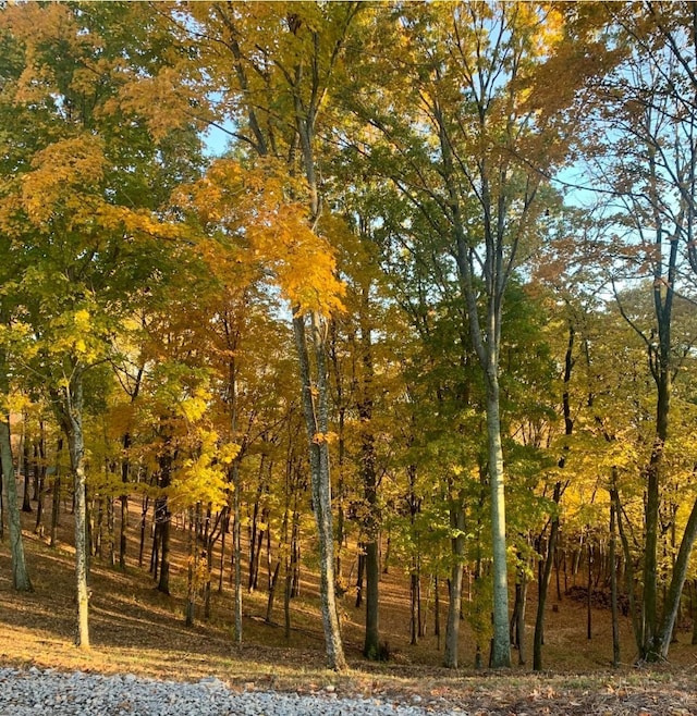 view of local wilderness