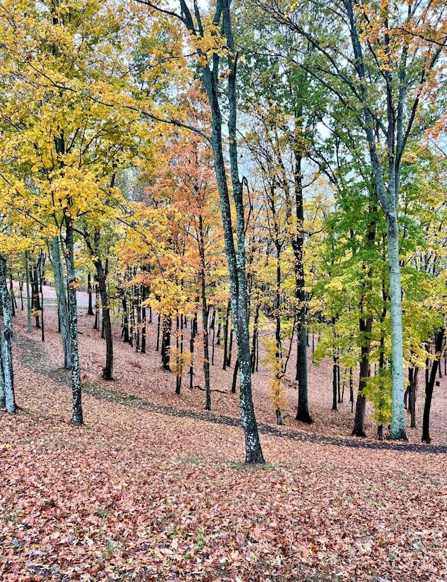 view of local wilderness