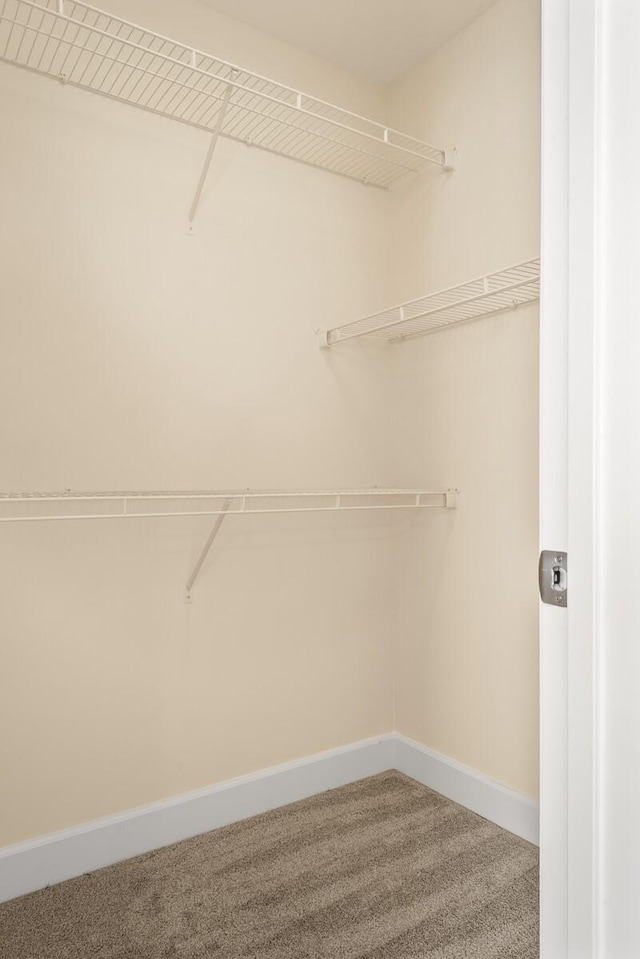 spacious closet with carpet