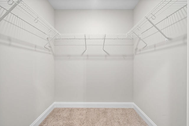 walk in closet with carpet flooring