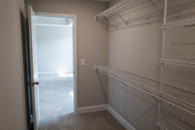 spacious closet featuring carpet flooring