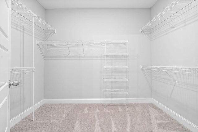 spacious closet with carpet flooring