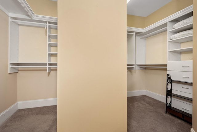 walk in closet with carpet floors