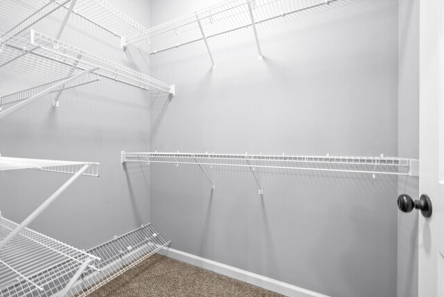 walk in closet featuring carpet floors