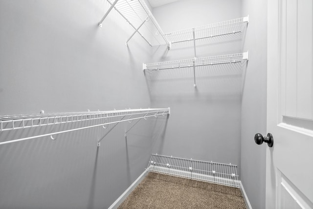 walk in closet with carpet floors