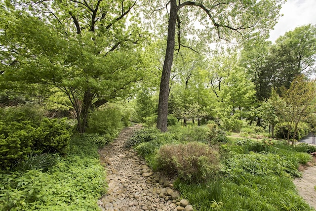 view of local wilderness