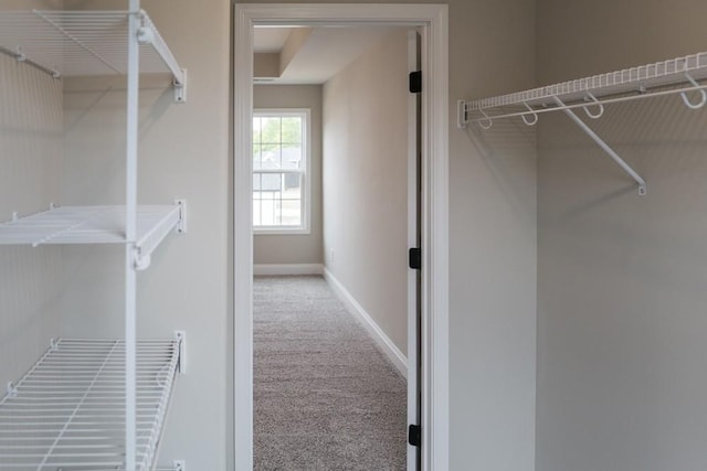 walk in closet with carpet