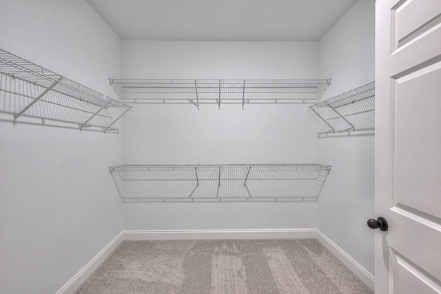 spacious closet featuring carpet flooring