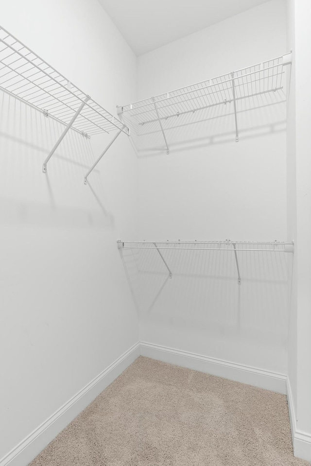 spacious closet featuring carpet