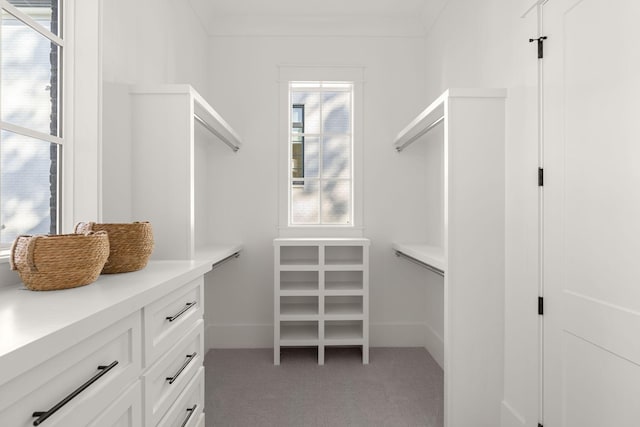 spacious closet featuring carpet