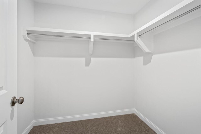 spacious closet featuring carpet