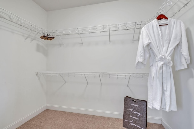 spacious closet featuring carpet flooring