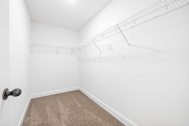 walk in closet with carpet flooring