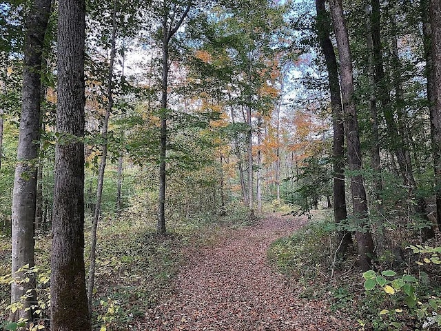 view of local wilderness